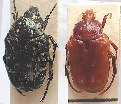 NaOH P9110025.jpg