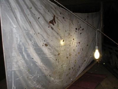 20110510_0177-LAO.JPG