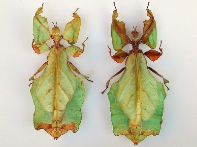 Phyllium.giganteum.jpg