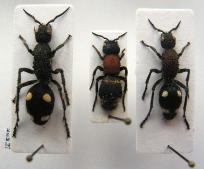 Pro porovnání, uprostřed naše Mutilla europaea Linnaeus, 1758 ve srovnání s dvěma macky z Afriky, jejich žihadlo má průměr 1 entomologického špendlíku - do holé ruky bych to nechytal