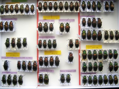 Carabus ullrichii Germar, 1824