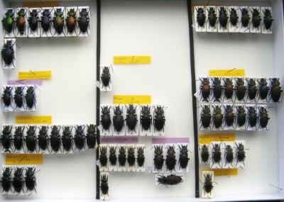 Morphocarabus Géhin, 1885