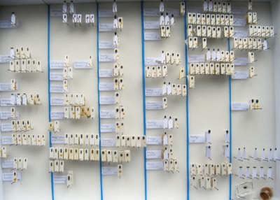 Buprestidae:Trachyinae